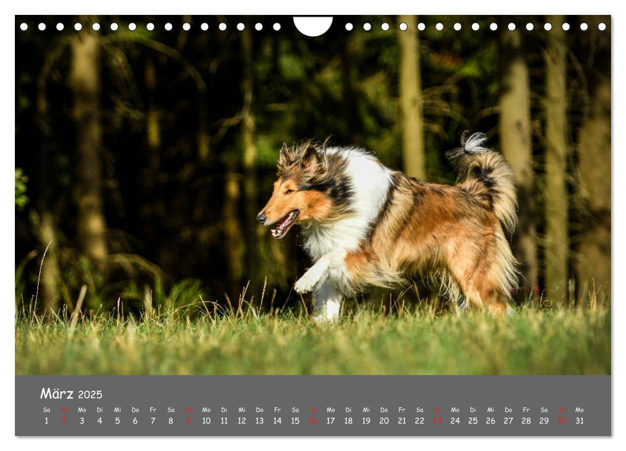 Bild: 9783435314522 | Einmal Collie - immer Collie (Wandkalender 2025 DIN A4 quer),...