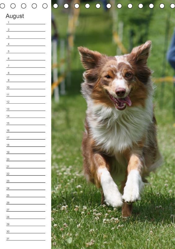 Bild: 9783660185386 | Der Aussie - Geburtstagskalender (Tischkalender immerwährend DIN A5...