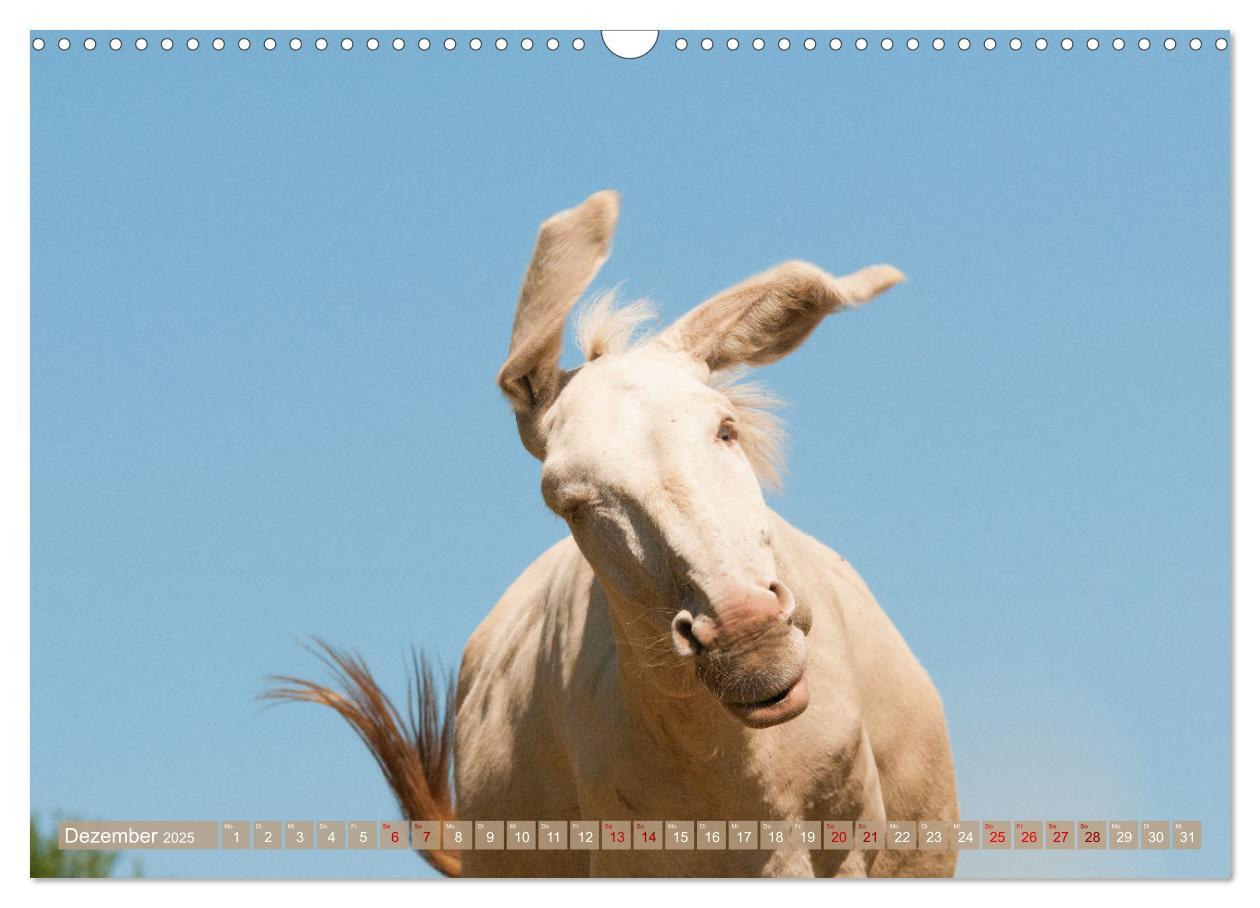 Bild: 9783435023677 | Esel Lebensfreude - Spaß mit Langohren (Wandkalender 2025 DIN A3...