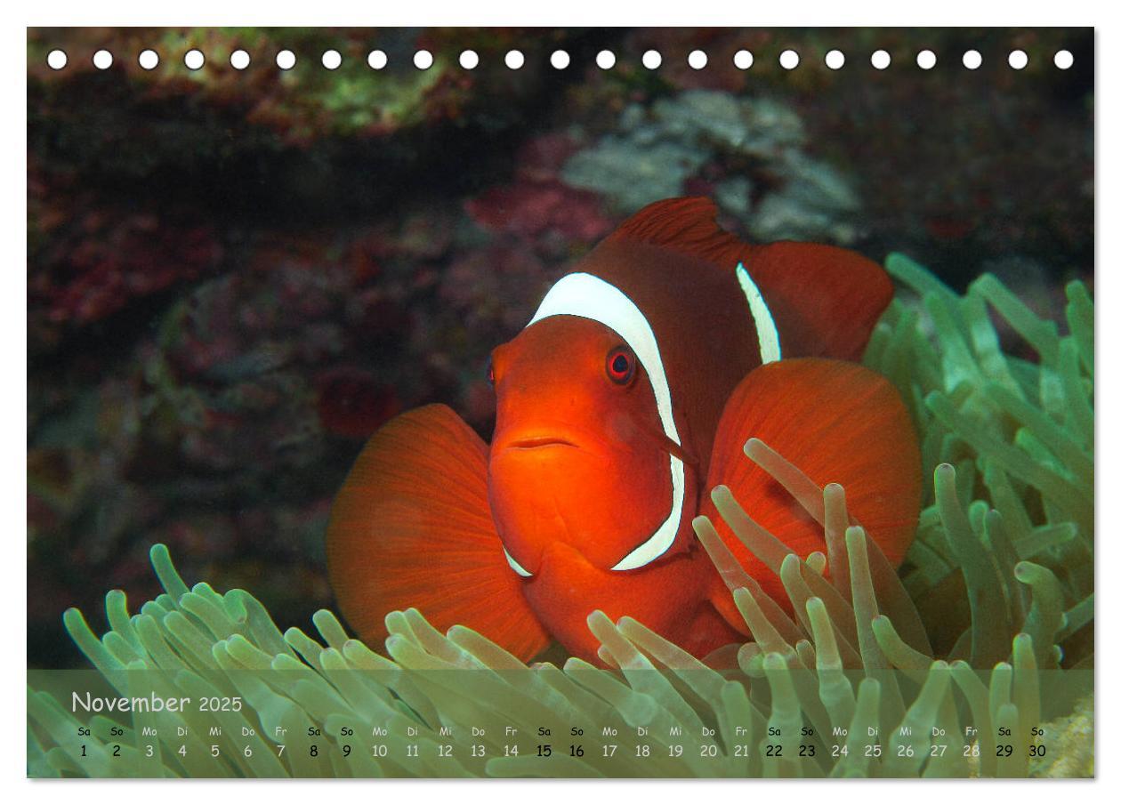 Bild: 9783435351169 | Anemonenfische - Streitbare Gesellen (Tischkalender 2025 DIN A5...