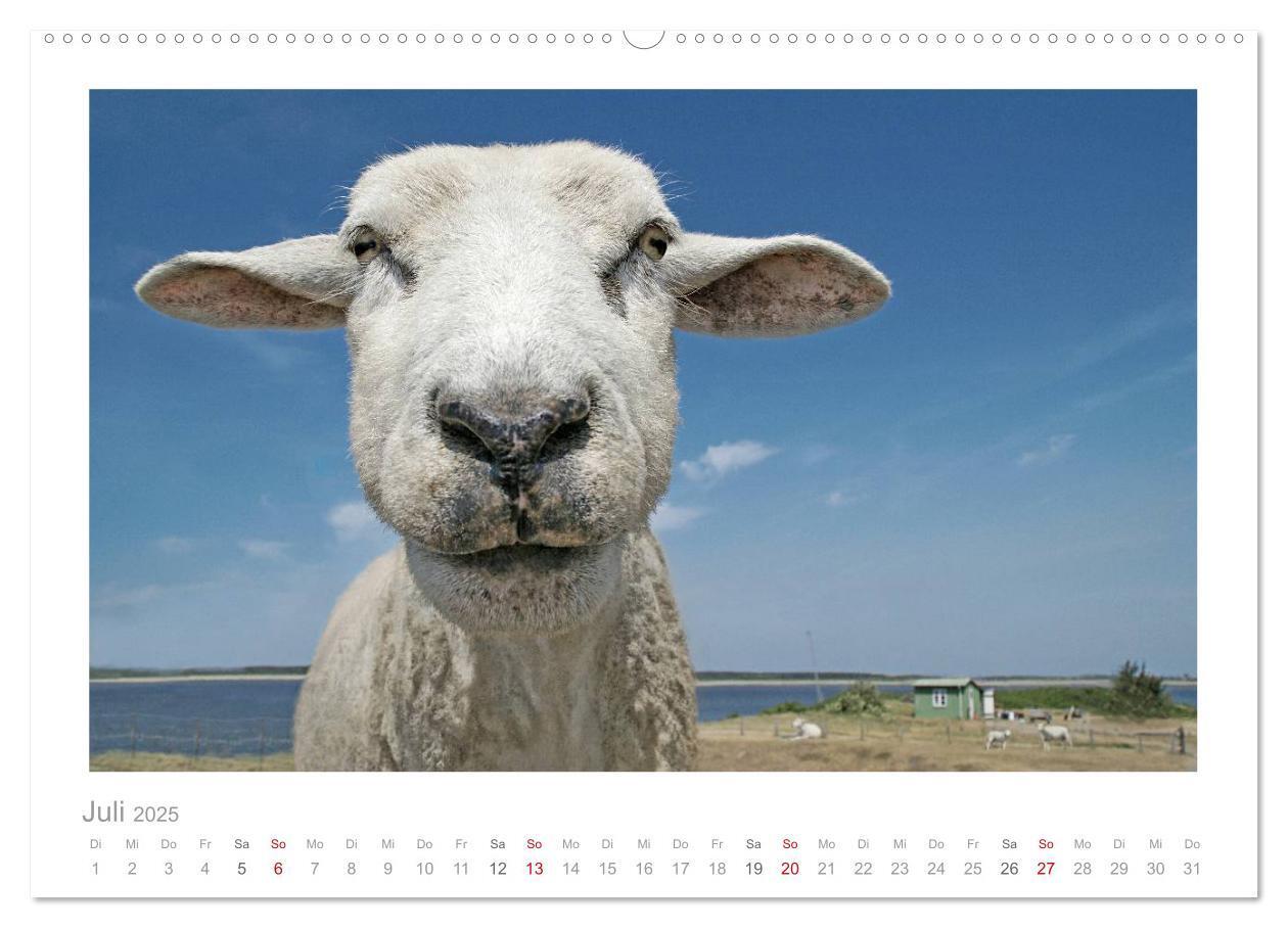 Bild: 9783435644520 | Nordsee Schafe (Wandkalender 2025 DIN A2 quer), CALVENDO...