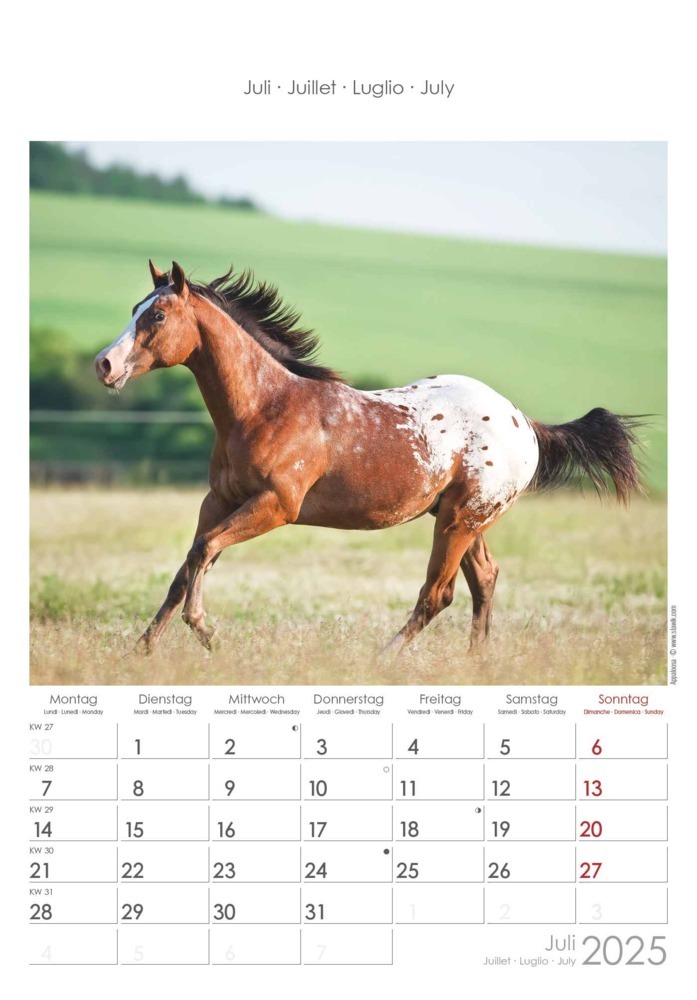 Bild: 4251732341022 | Alpha Edition - Pferde 2025 Wandkalender, 23,7x34cm, Bildkalender...