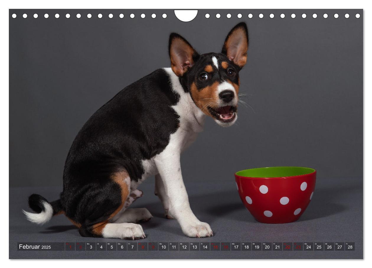 Bild: 9783383845758 | Basenji-Schönheiten (Wandkalender 2025 DIN A4 quer), CALVENDO...