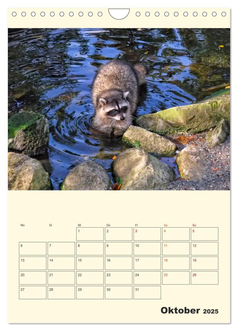 Bild: 9783435903825 | Drolliger Waschbär (Wandkalender 2025 DIN A4 hoch), CALVENDO...