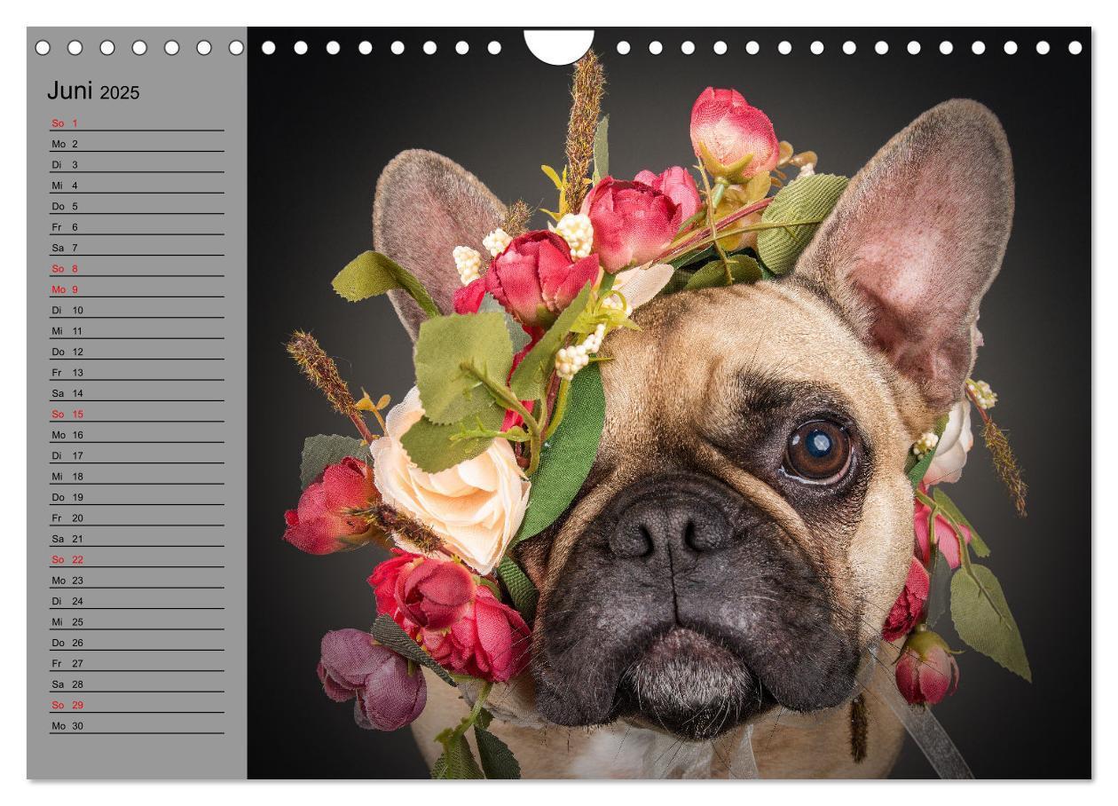 Bild: 9783435031191 | Bullymania - Französische Bulldoggen (Wandkalender 2025 DIN A4...