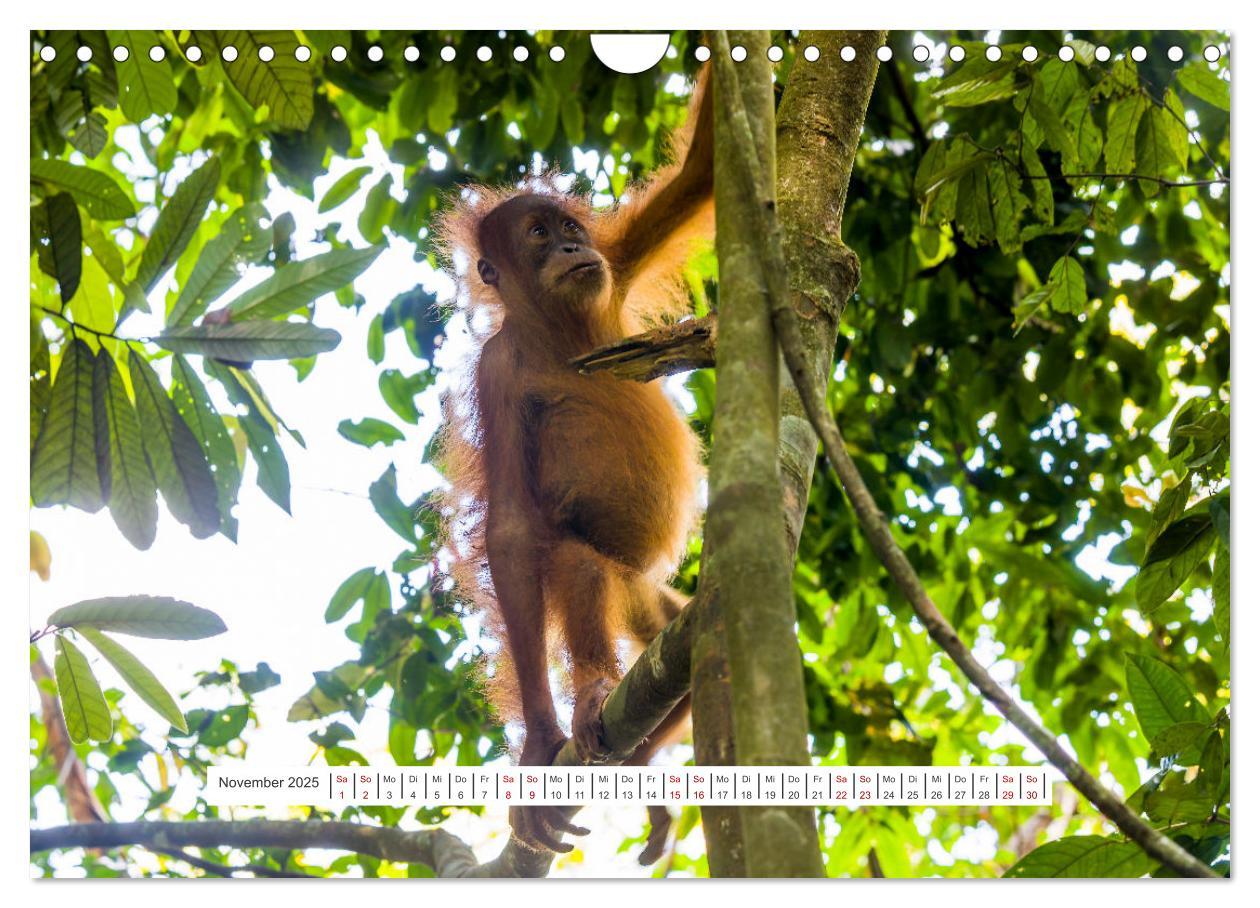 Bild: 9783457150726 | Gunung Leuser Nationalpark und seine Orang Utans (Wandkalender 2025...