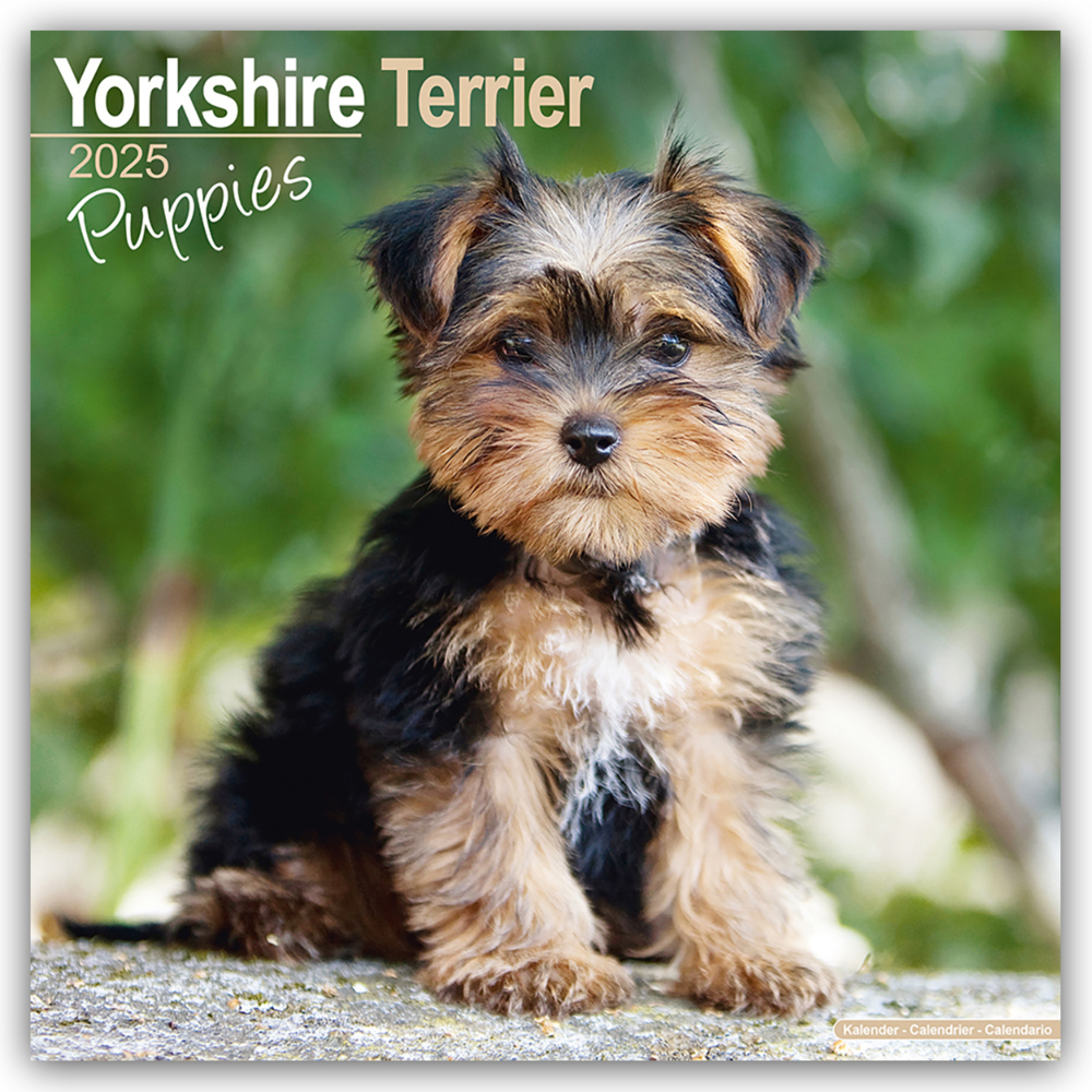 Cover: 9781804604113 | Yorkshire Terrier Puppies - Yorkshire Terrier Welpen 2025...