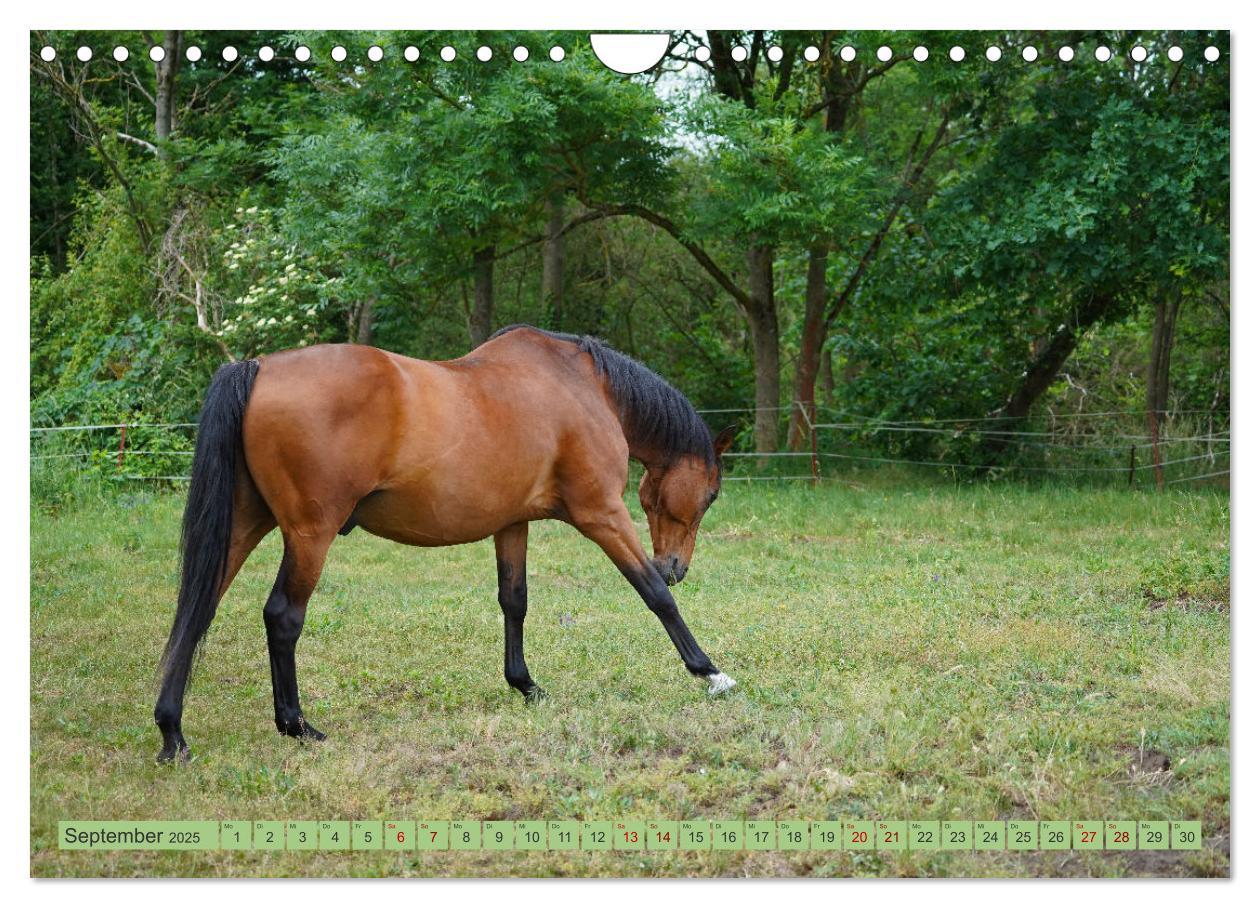 Bild: 9783383946257 | Faszination Trakehner (Wandkalender 2025 DIN A4 quer), CALVENDO...