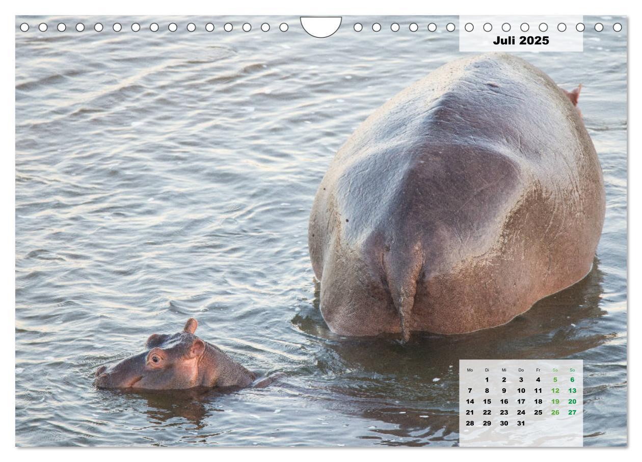 Bild: 9783435328727 | Nilpferde, Kolosse im Wasser (Wandkalender 2025 DIN A4 quer),...