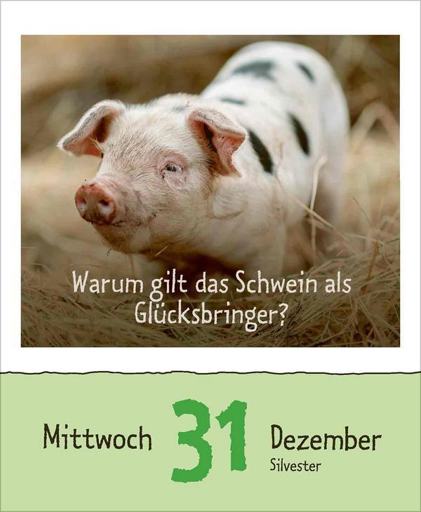 Bild: 9783731877479 | Wie faul ist das Faultier? 2025 | Verlag Korsch | Kalender | 328 S.