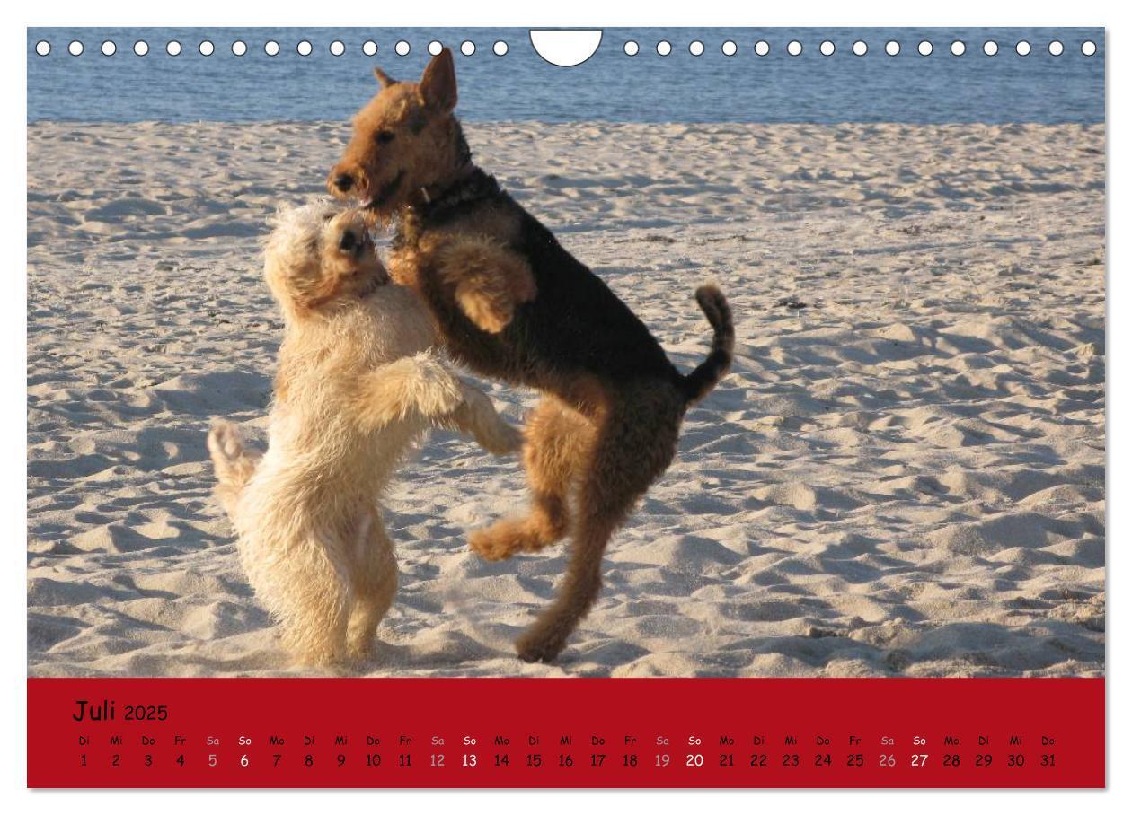 Bild: 9783435666003 | Airedale Terrier (Wandkalender 2025 DIN A4 quer), CALVENDO...