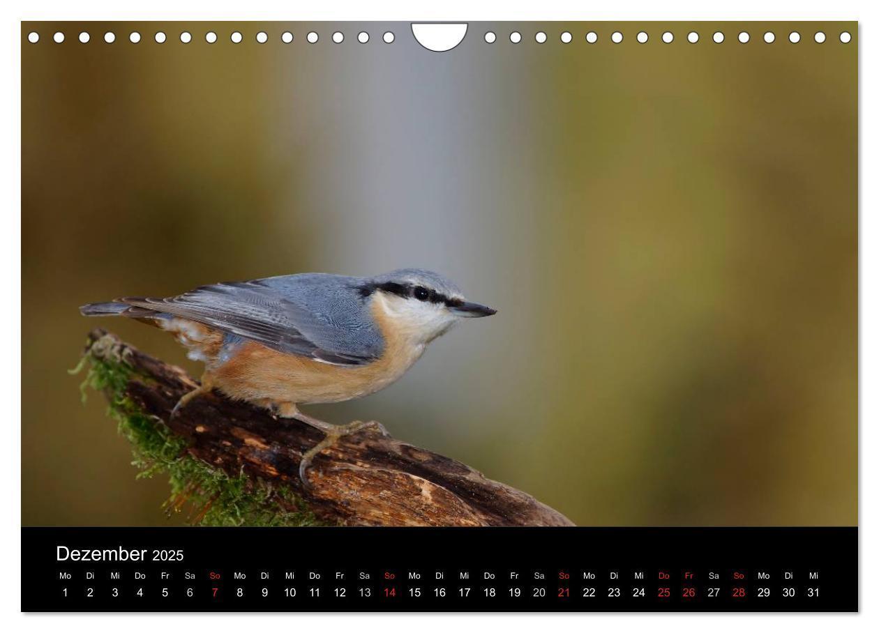 Bild: 9783435626670 | Singvögel in Deutschland (Wandkalender 2025 DIN A4 quer), CALVENDO...