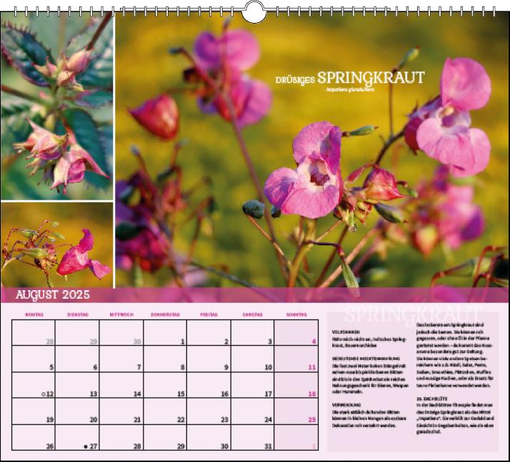 Bild: 9783861924302 | Heilpflanzen rund um den Bodensee 2025 | Evelyn Lochmaier | Kalender