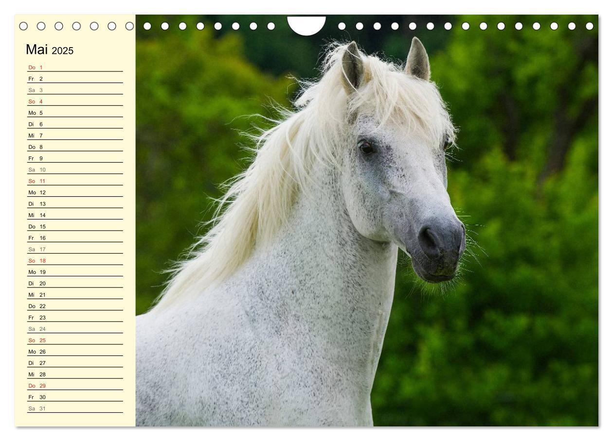 Bild: 9783435545544 | Traumpferd Lipizzaner (Wandkalender 2025 DIN A4 quer), CALVENDO...