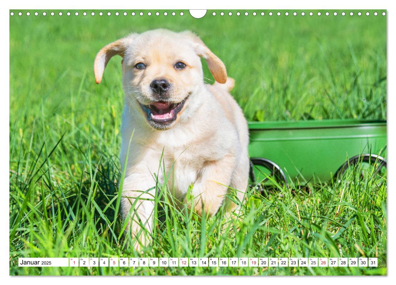 Bild: 9783435211258 | Labrador Retriever Welpen - Kleine Weltentdecker (Wandkalender 2025...