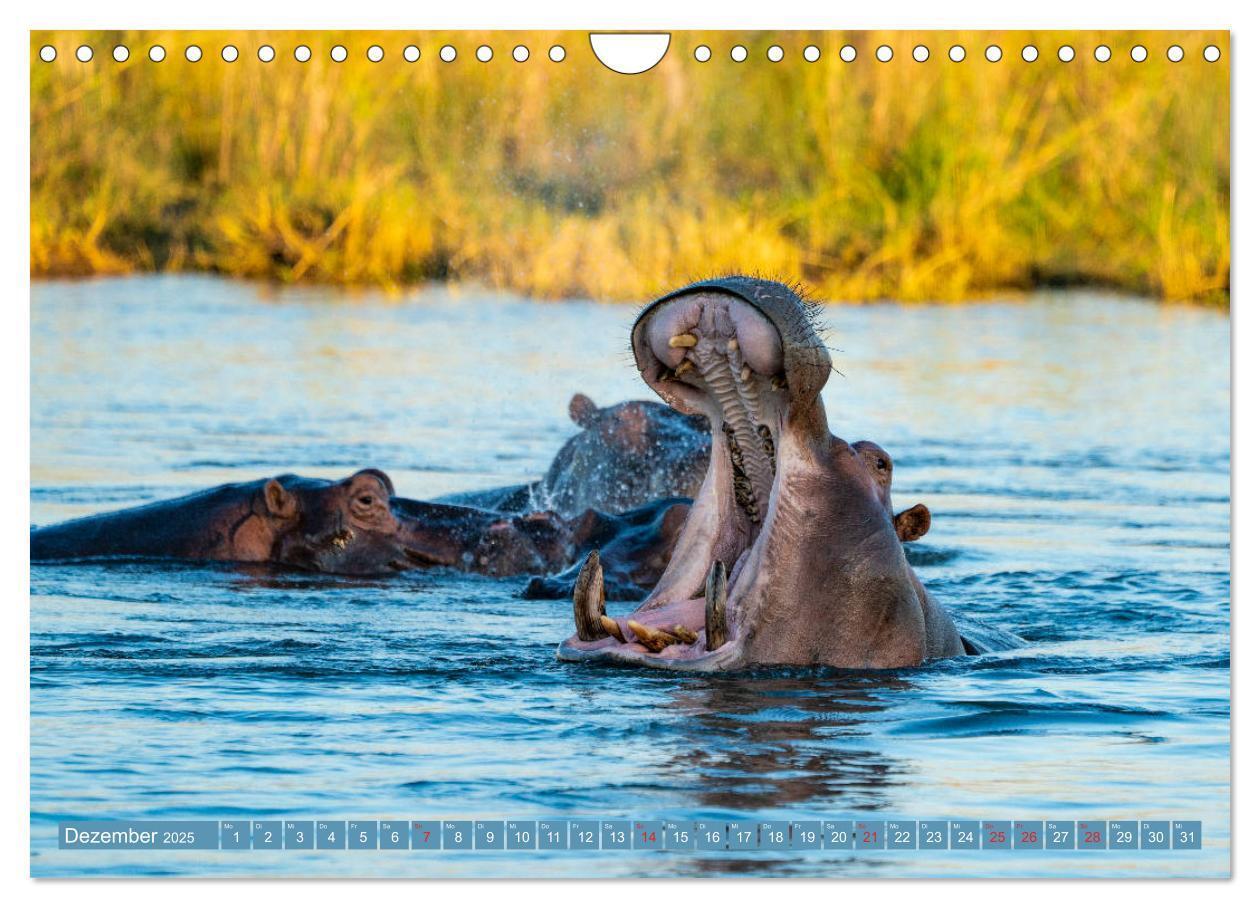 Bild: 9783435313501 | Wildlife Sambia (Wandkalender 2025 DIN A4 quer), CALVENDO...