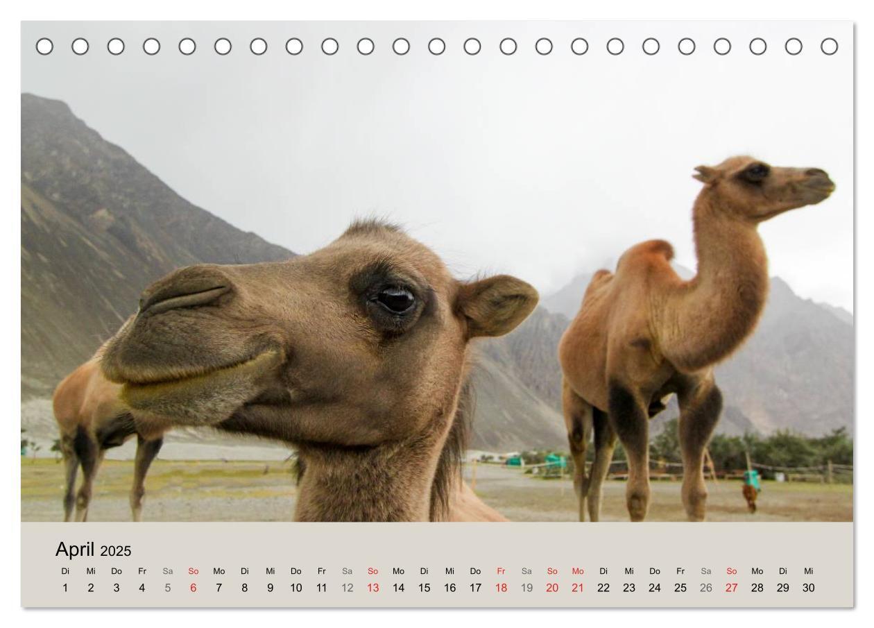 Bild: 9783435586639 | Kamel Porträt (Tischkalender 2025 DIN A5 quer), CALVENDO...