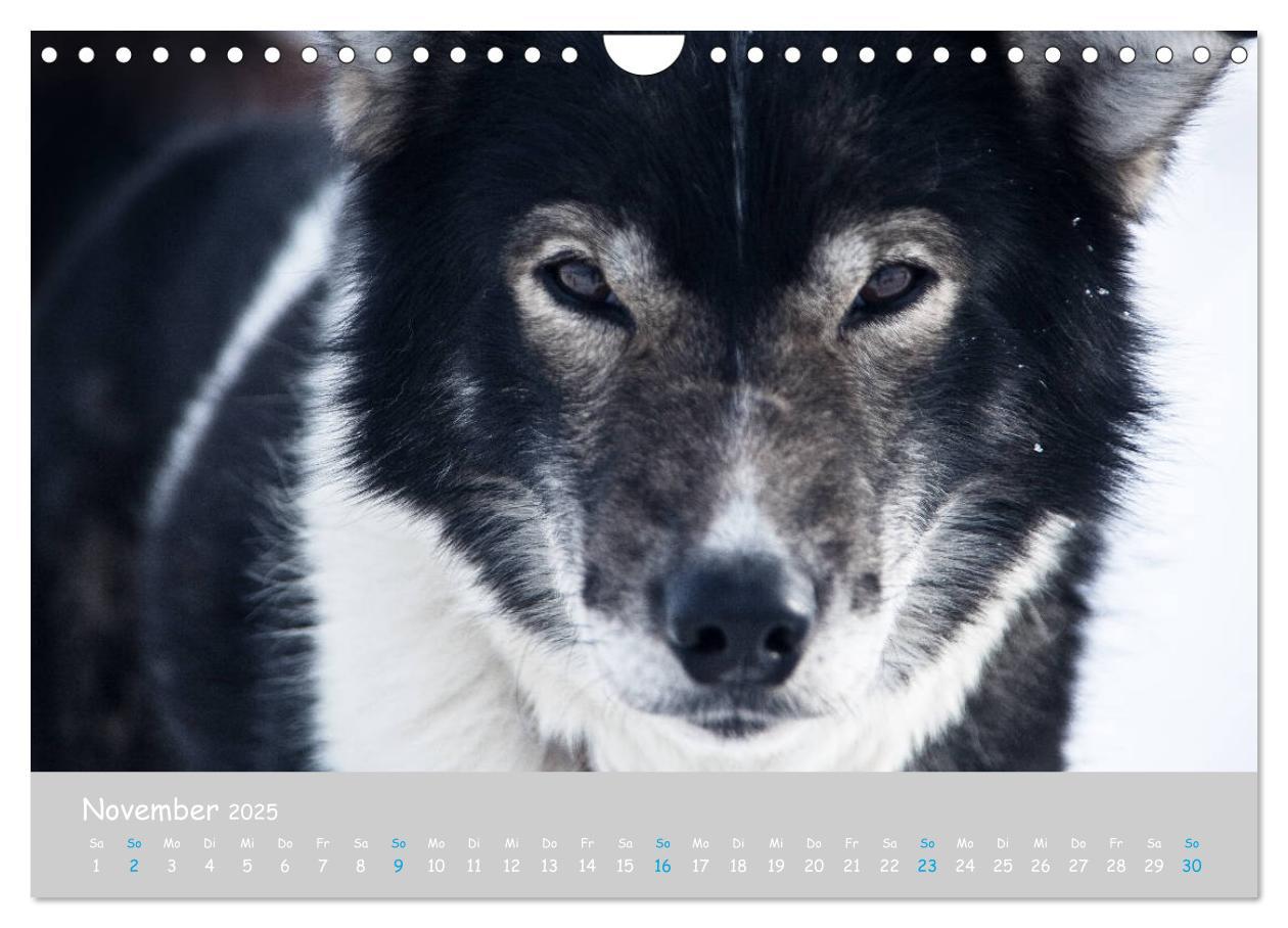 Bild: 9783435448890 | Alaskan Huskies (Wandkalender 2025 DIN A4 quer), CALVENDO...