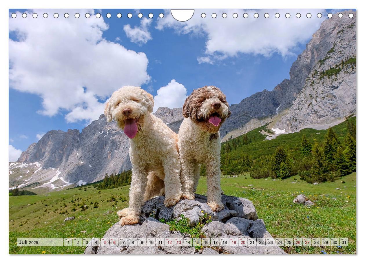 Bild: 9783435296095 | Lagotto Romagnolo in den Alpen 2025 (Wandkalender 2025 DIN A4...