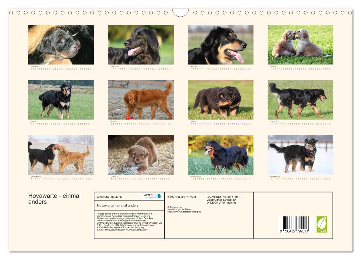 Bild: 9783435792573 | Hovawarte - einmal anders (Wandkalender 2025 DIN A3 quer), CALVENDO...