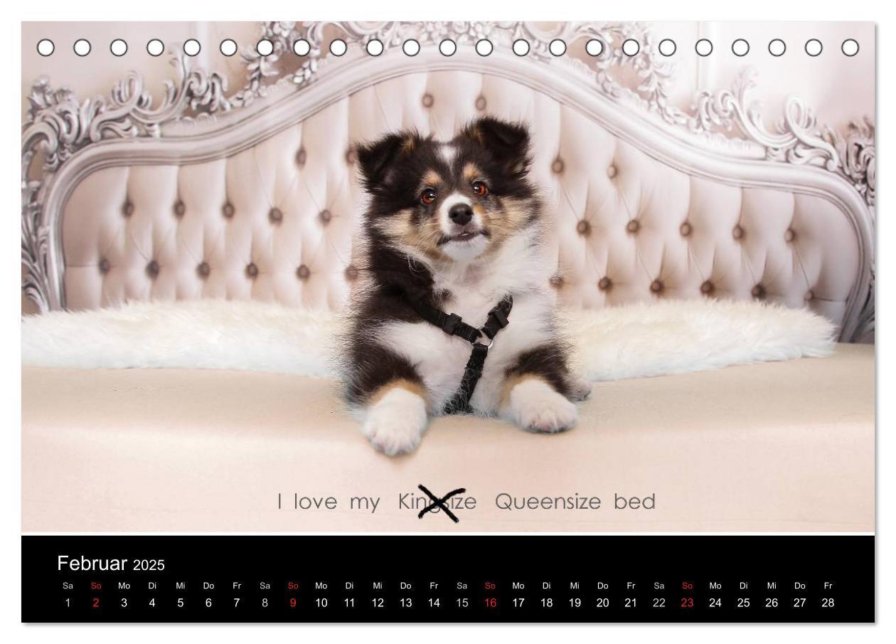 Bild: 9783435598021 | Wir lieben Shelties (Tischkalender 2025 DIN A5 quer), CALVENDO...