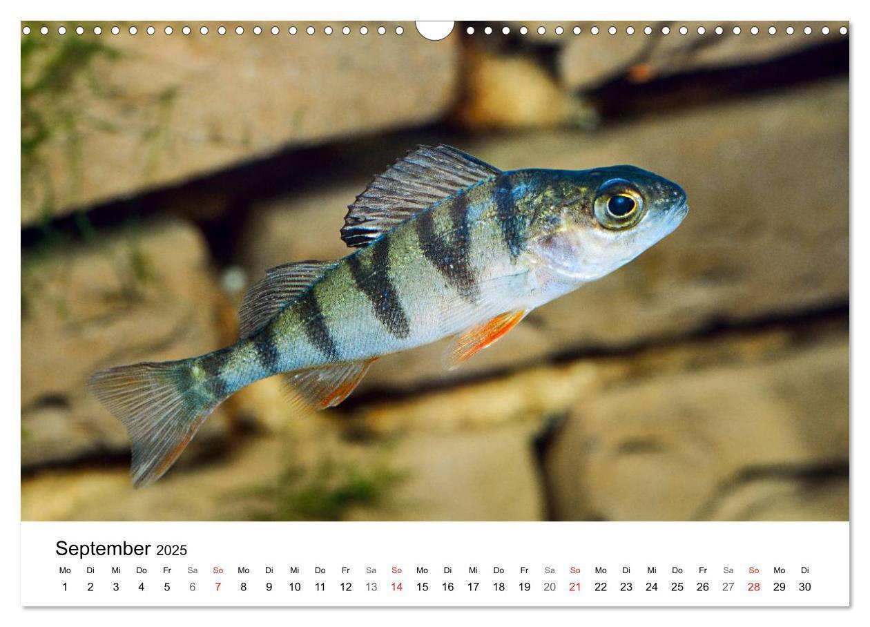 Bild: 9783435793945 | Fischzauber - Wundervolle Aquarienfische (Wandkalender 2025 DIN A3...