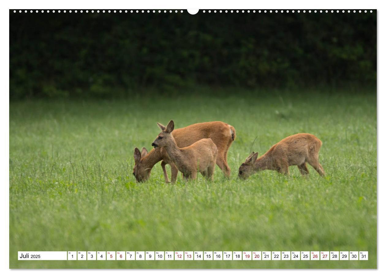 Bild: 9783435339426 | Anmut mit sanften Augen - Rehwild in der freien Natur (hochwertiger...