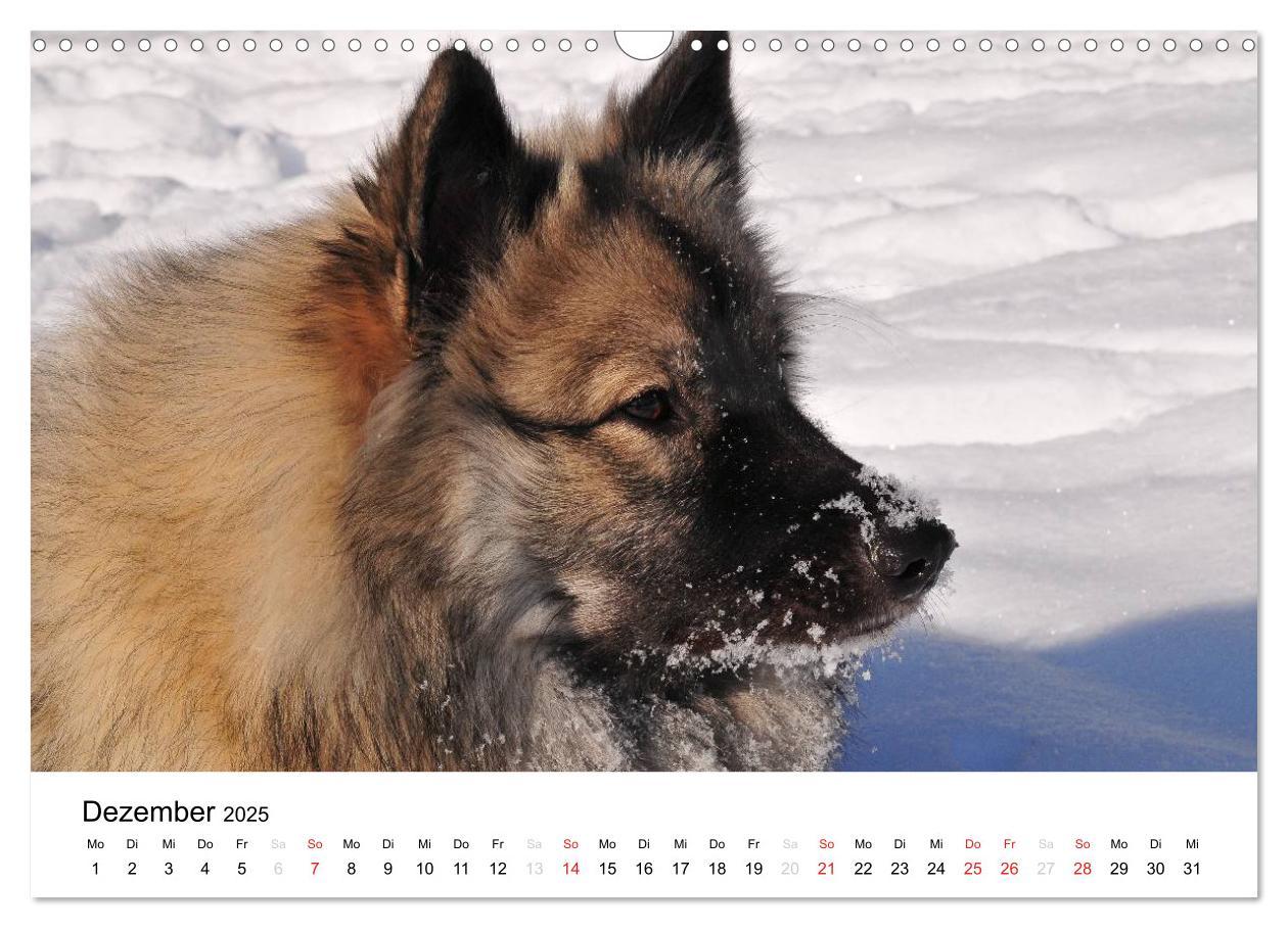 Bild: 9783435804962 | Der Wolfsspitz (Wandkalender 2025 DIN A3 quer), CALVENDO...