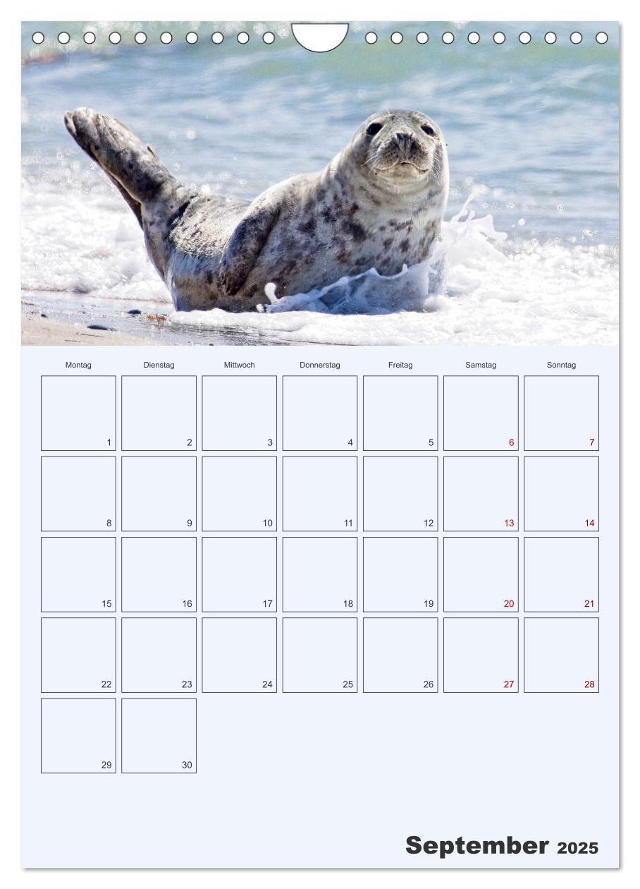 Bild: 9783435869565 | Wildes Leben auf Helgoland (Wandkalender 2025 DIN A4 hoch),...