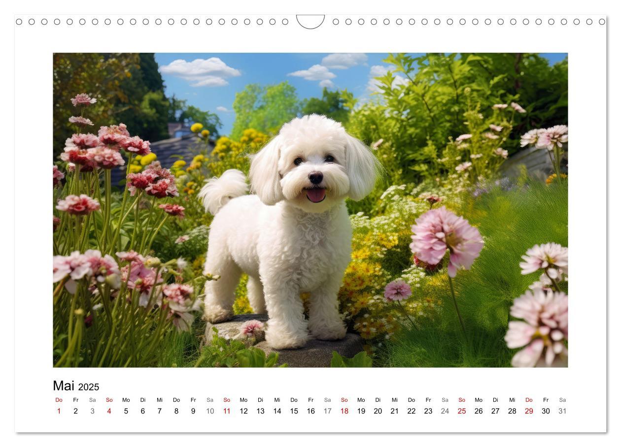 Bild: 9783383843716 | Bichon frisé, weiße Hündchen mit lockigem Haar (Wandkalender 2025...