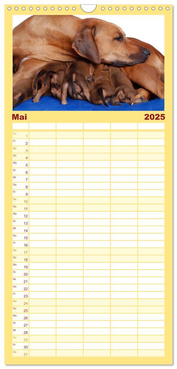 Bild: 9783457106792 | Familienplaner 2025 - Rhodesian Ridgeback Terminkalender mit 5...