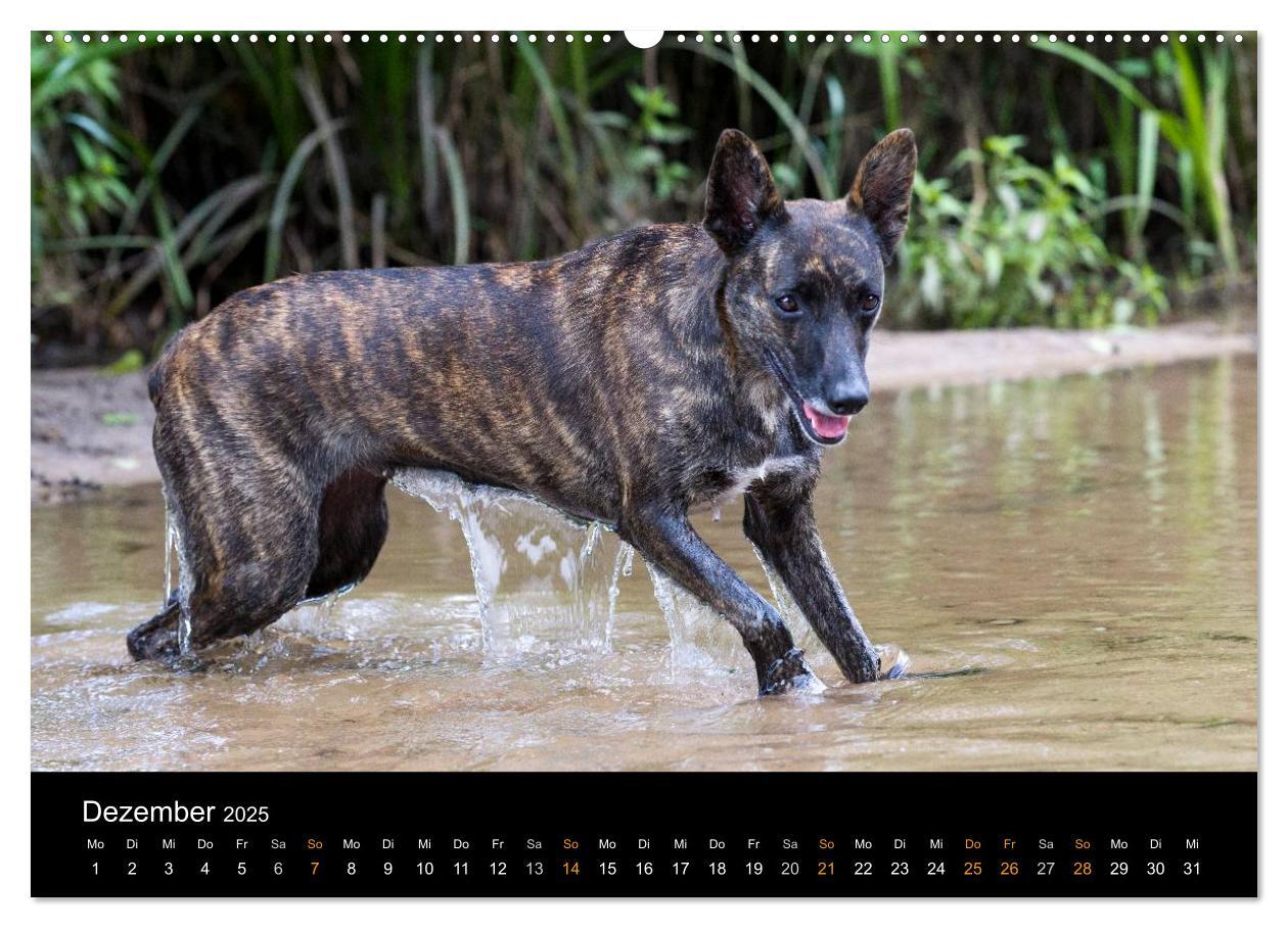 Bild: 9783435686681 | Holländischer Schäferhund (Wandkalender 2025 DIN A2 quer), CALVENDO...