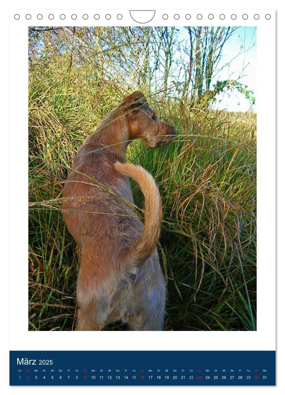 Bild: 9783435951222 | Kelly - Ein Irish Terrier macht Urlaub (Wandkalender 2025 DIN A4...