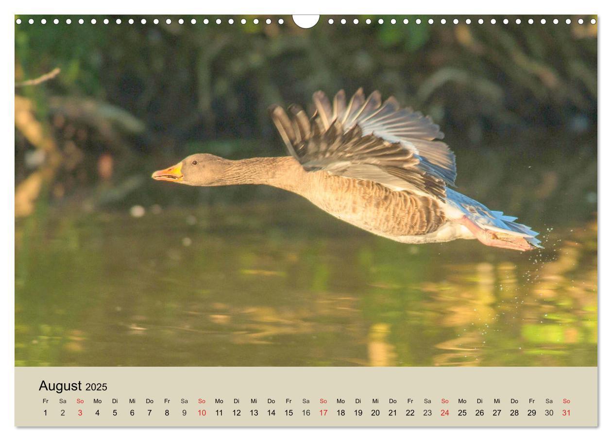 Bild: 9783435316380 | Gänse. Von wegen dumme Gans! (Wandkalender 2025 DIN A3 quer),...