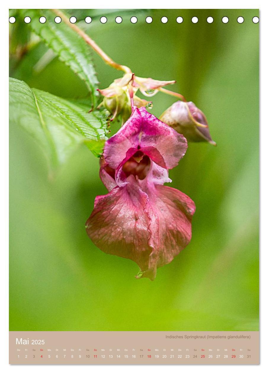 Bild: 9783457048917 | NOCH MEHR AUS DER SPEISEKAMMER NATUR (Tischkalender 2025 DIN A5...