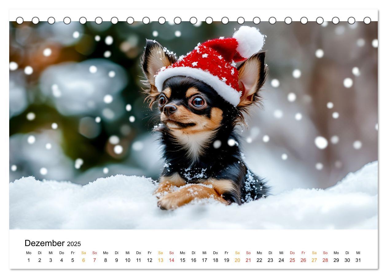 Bild: 9783457237106 | Chihuahua - kleine Energiebündel (Tischkalender 2025 DIN A5 quer),...