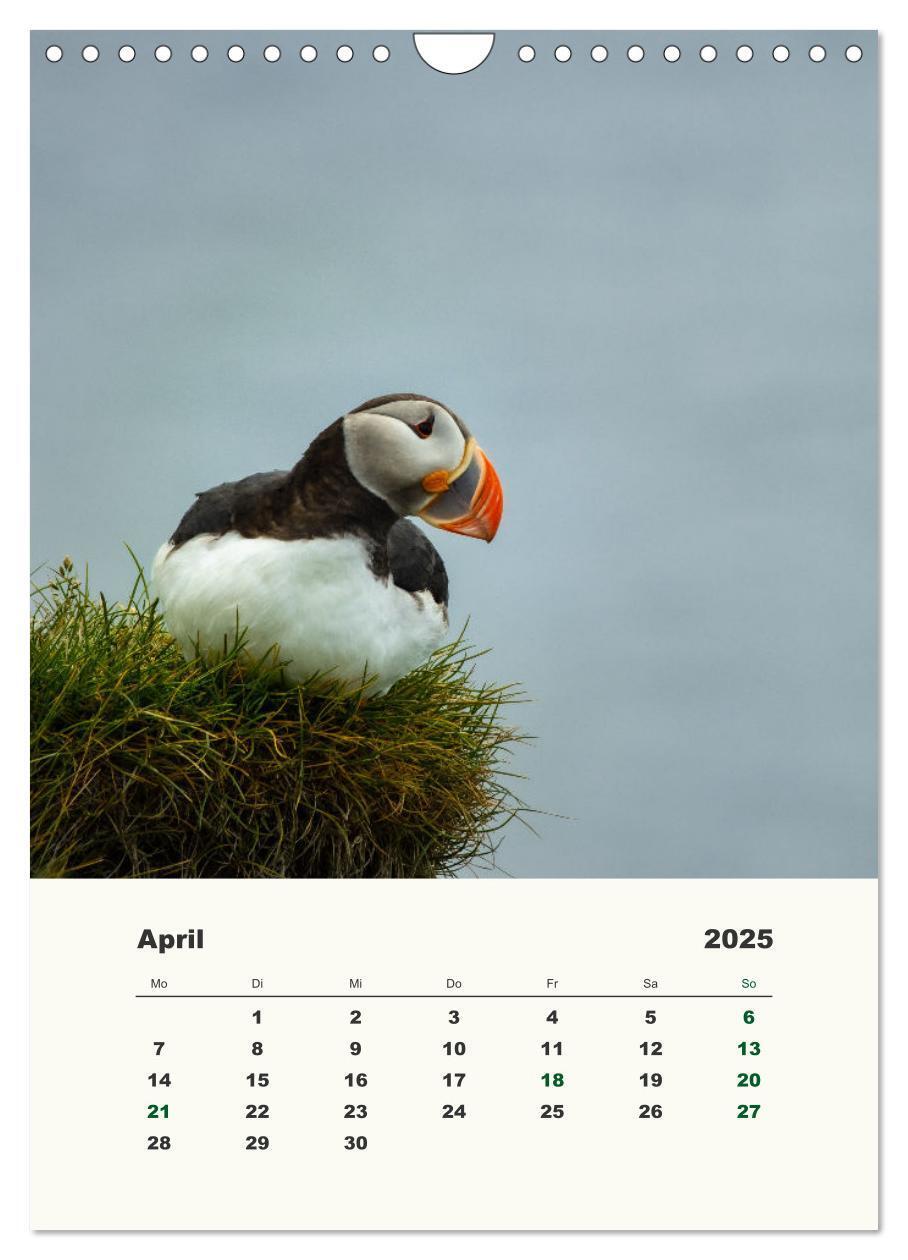 Bild: 9783435916832 | Papageientaucher in Island (Wandkalender 2025 DIN A4 hoch),...