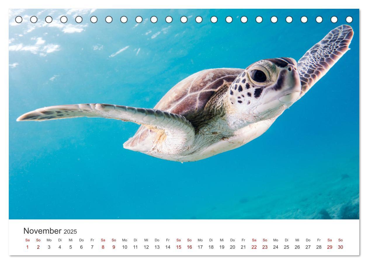 Bild: 9783383996610 | Schildkröten - Die gepanzerten Tiere. (Tischkalender 2025 DIN A5...