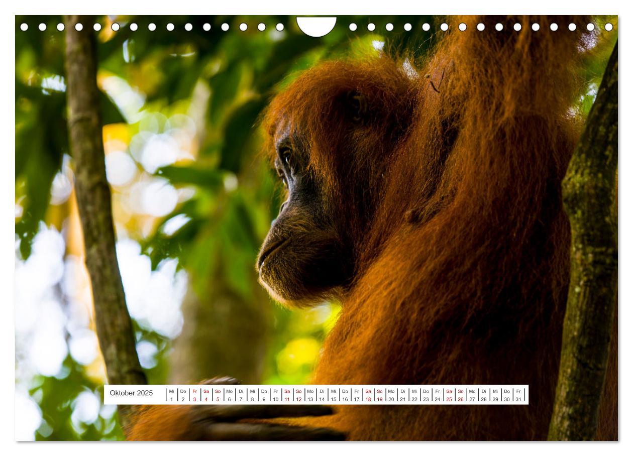 Bild: 9783457150726 | Gunung Leuser Nationalpark und seine Orang Utans (Wandkalender 2025...