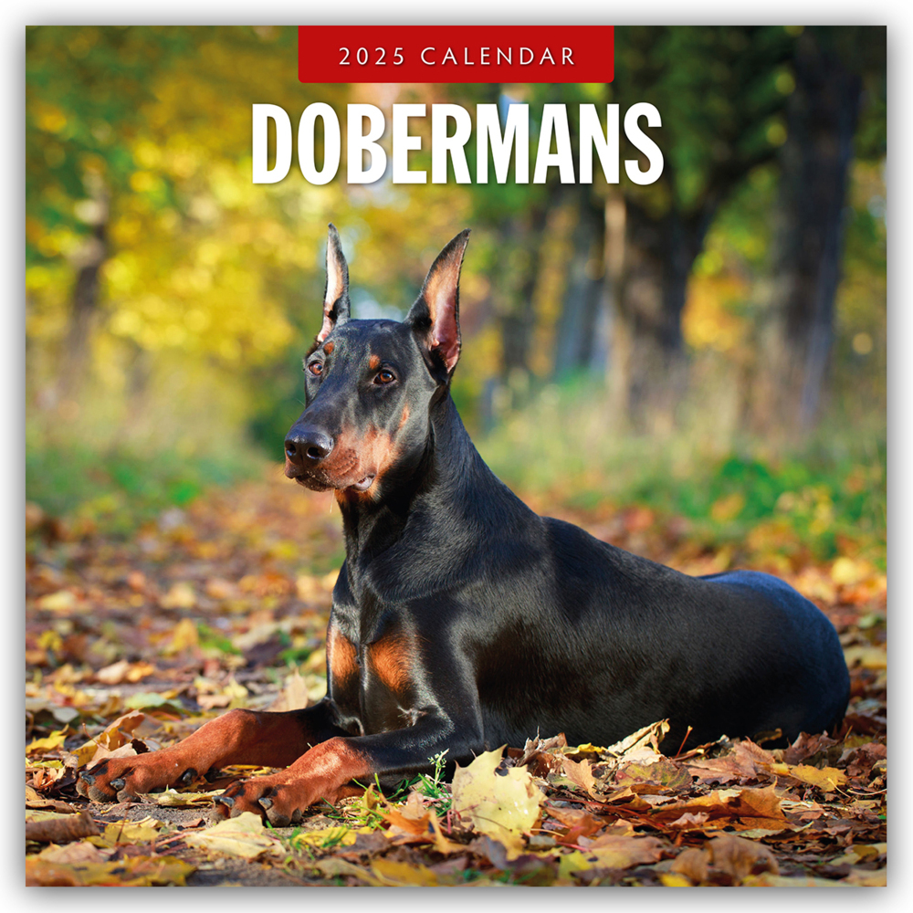 Cover: 9781804424568 | Dobermans - Dobermann 2025 - 16-Monatskalender | Ltd | Kalender | 2025