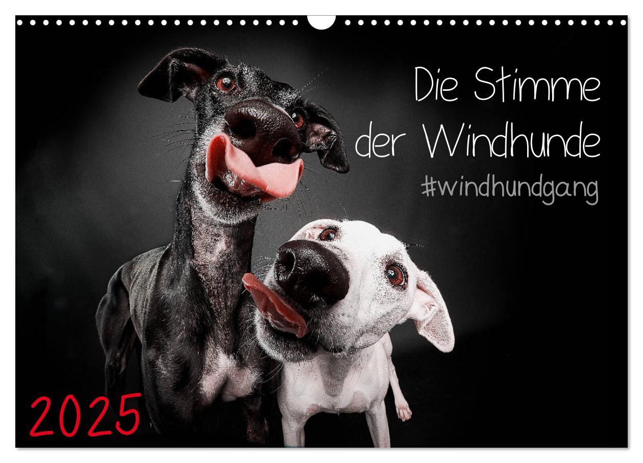 Cover: 9783435228522 | Die Stimme der Windhunde (Wandkalender 2025 DIN A3 quer), CALVENDO...