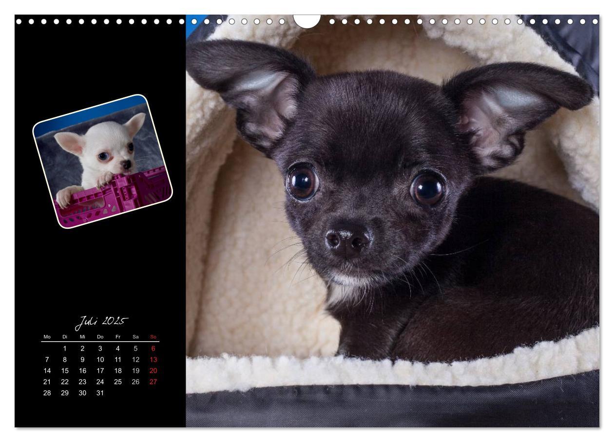 Bild: 9783435835294 | Chihuahua Welpen und Freunde (Wandkalender 2025 DIN A3 quer),...