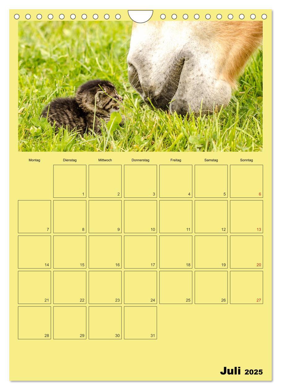 Bild: 9783457060391 | Mit Katzen durchs Jahr / Planer (Wandkalender 2025 DIN A4 hoch),...