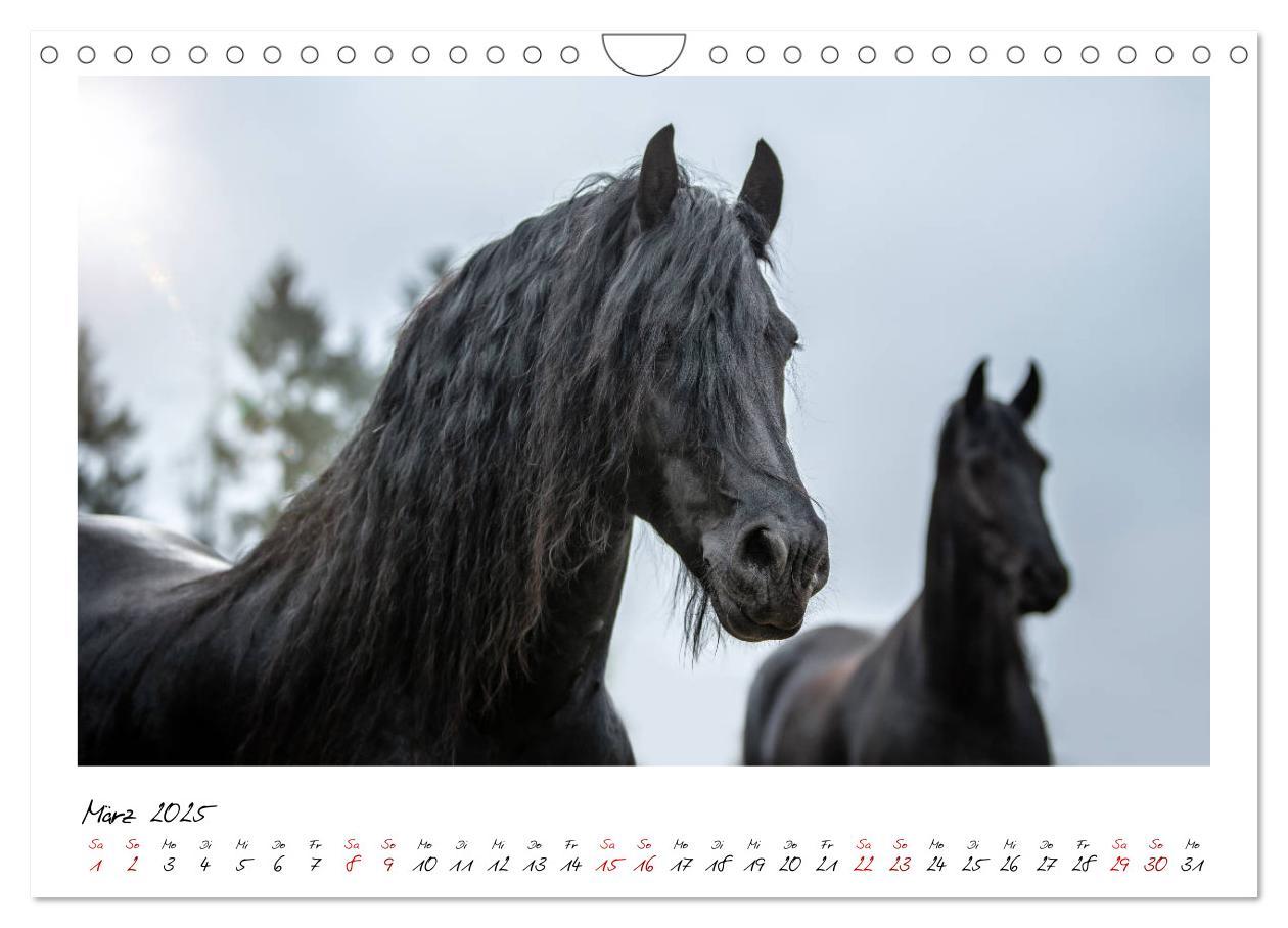 Bild: 9783435236343 | Friesen - stolze Giganten (Wandkalender 2025 DIN A4 quer), CALVENDO...