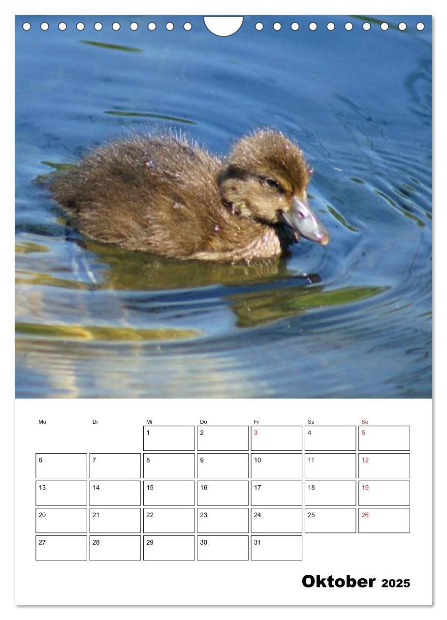 Bild: 9783457011416 | Liebenswerte Enten (Wandkalender 2025 DIN A4 hoch), CALVENDO...