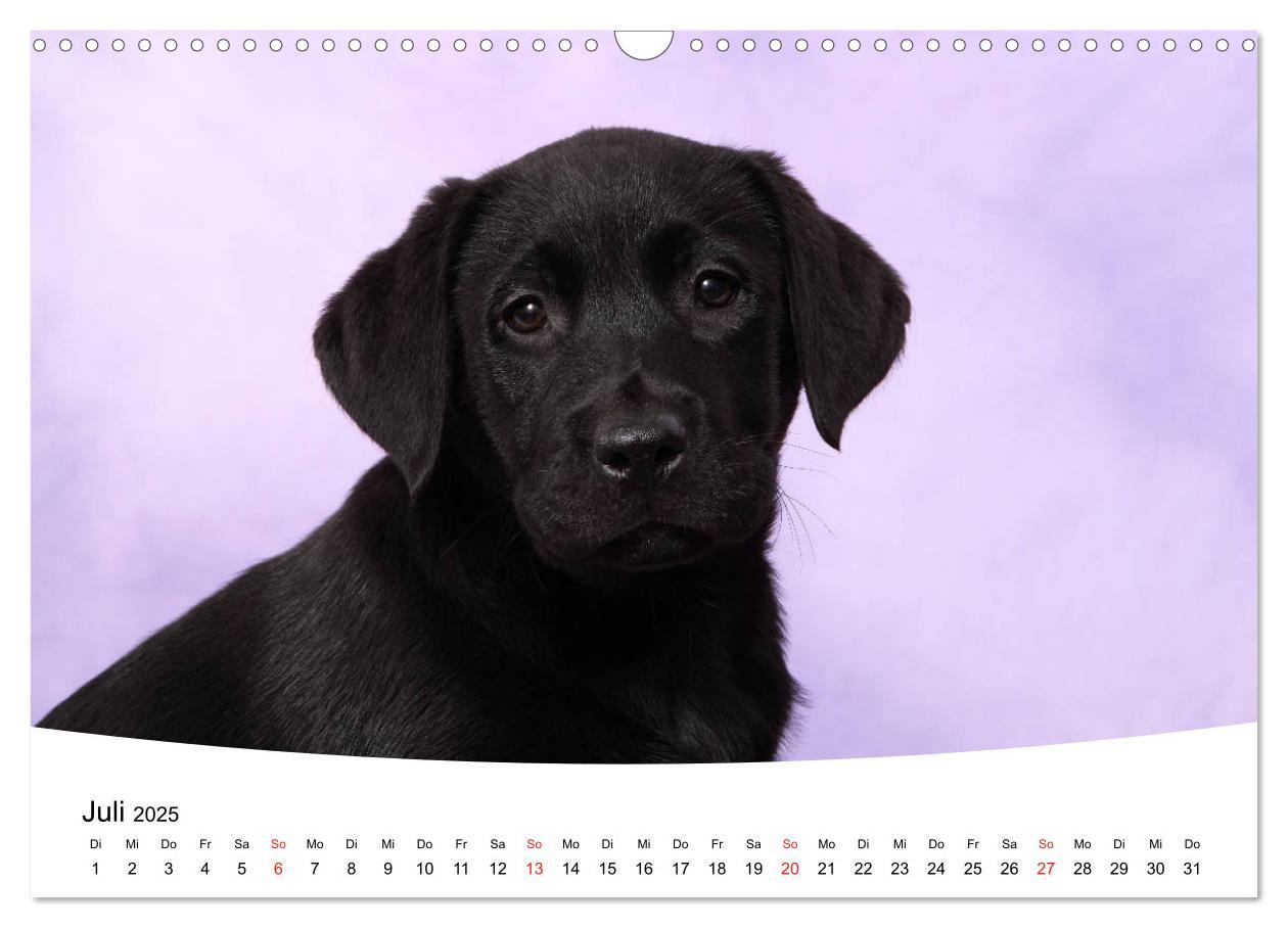 Bild: 9783435199266 | Labrador Welpen - Labrador Puppies (Wandkalender 2025 DIN A3 quer),...