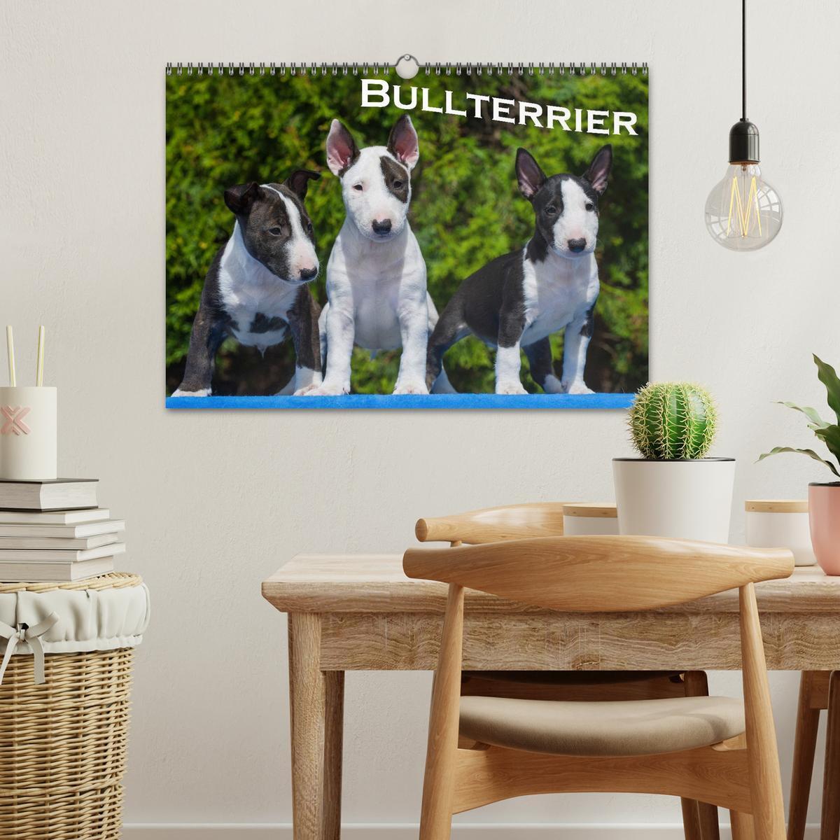 Bild: 9783435768462 | Bullterrier (Wandkalender 2025 DIN A3 quer), CALVENDO Monatskalender