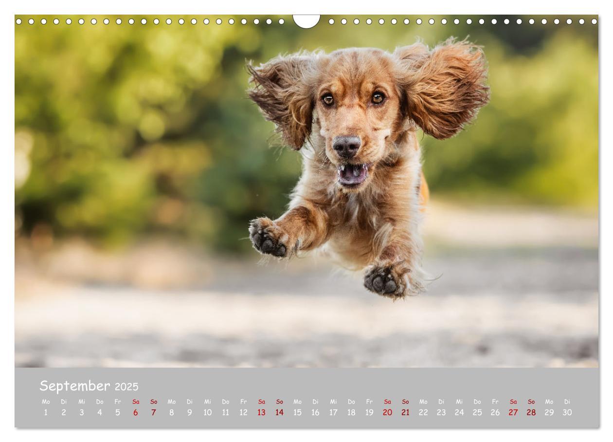 Bild: 9783383960314 | Englischer Cocker Spaniel (Wandkalender 2025 DIN A3 quer), CALVENDO...