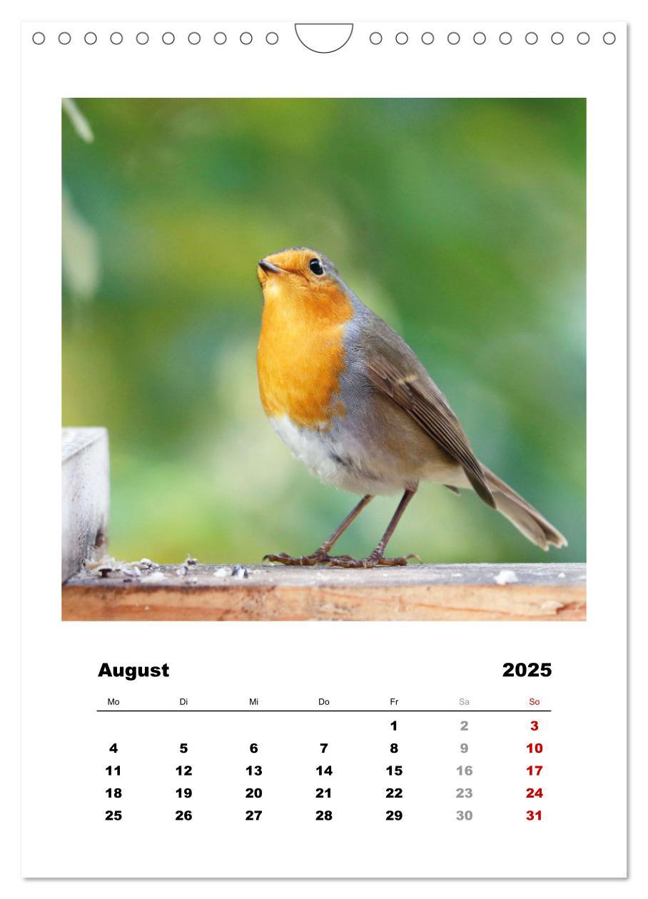 Bild: 9783435929955 | Rotkehlchen, süße kleine Knutschkugeln (Wandkalender 2025 DIN A4...