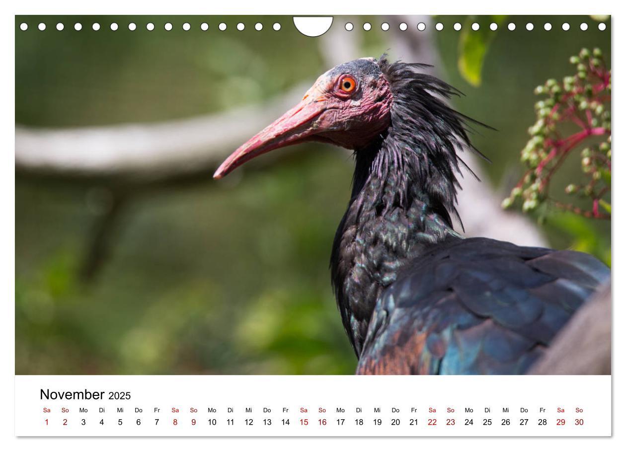 Bild: 9783435137046 | Der Waldrapp - Ein skurriler Vogel (Wandkalender 2025 DIN A4 quer),...